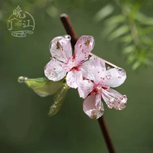 Close-up of handmade peach blossom Chinese hair stick with translucent pink resin flowers, red stamens, and dark brown wooden-style pin