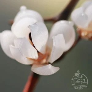 Macro view of layered translucent white magnolia petals on an elegant Chinese floral hair stick for traditional hairstyles
