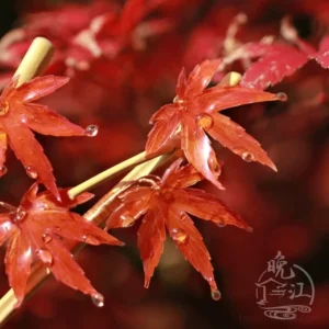 Maple leaf Hanfu hair stick with glossy red leaves and clear resin water droplets against autumn foliage