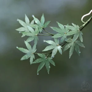 Front view of a mint green maple branch style Chinese hair stick with simulated water droplets and a dark green botanical stem