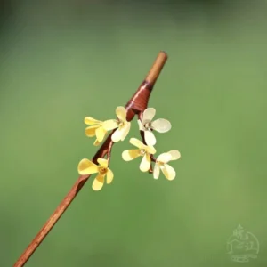 Close-up of a handmade osmanthus-inspired Chinese hair stick with yellow and ivory flowers, brown wooden shaft, and wrapped floral joint against a soft green natural background