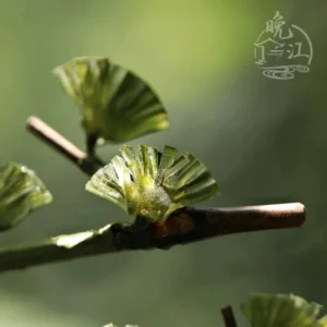 Macro side view of pine branch Chinese hair stick showing translucent ribbed green pine needle ornaments and natural dark wood grain shaft