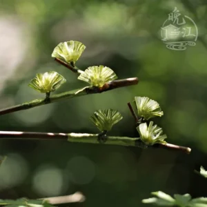 Pine needle Chinese hair stick with translucent olive green fan-shaped ornaments and dark brown wooden shaft photographed against a soft forest background