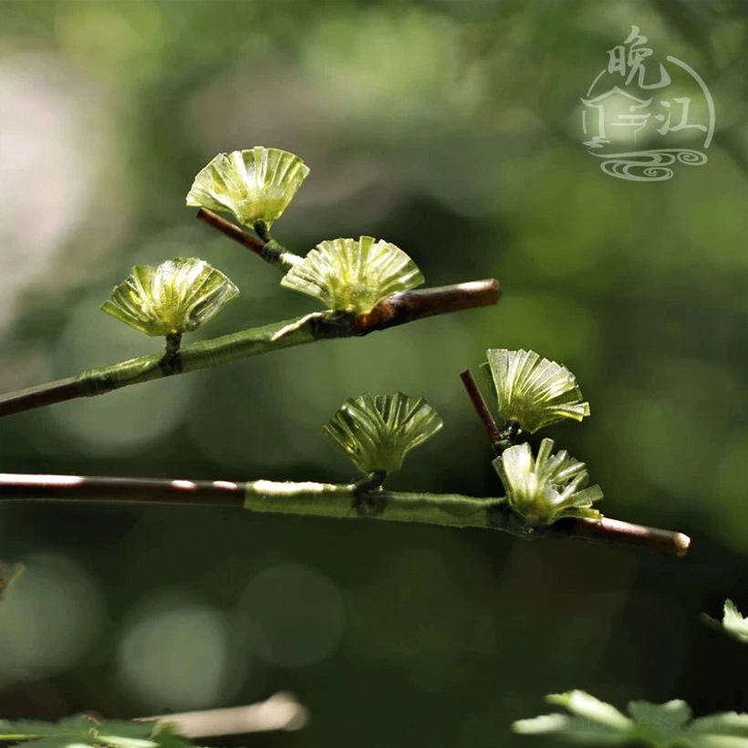 Pine needle Chinese hair stick with translucent olive green fan-shaped ornaments and dark brown wooden shaft photographed against a soft forest background