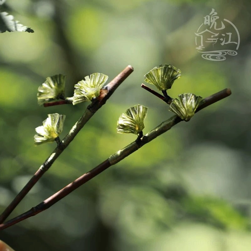 Two woodland-inspired pine needle Chinese hair sticks arranged on a forest background with small green botanical ornaments and brown wooden stems