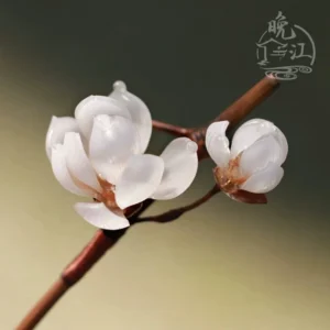 Close-up of a handmade snow magnolia Chinese hair stick with two translucent white flower blooms and a slender brown stem for Hanfu hairstyles