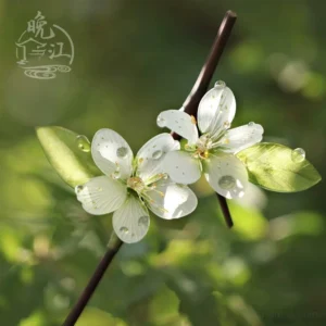 White blossom Chinese hair stick with green leaves and water droplets on delicate flowers against a softly blurred natural green background