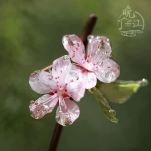 Front close-up view of traditional Chinese peach blossom hair stick featuring two glossy pink resin flowers and delicate red floral centers