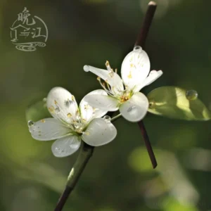 Close-up view of a traditional Chinese floral hair stick featuring two white blossoms golden stamens and fresh green botanical details
