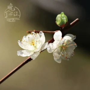 White plum blossom Chinese hair stick with translucent petals golden stamens green plum bud and dewdrop details in outdoor close-up