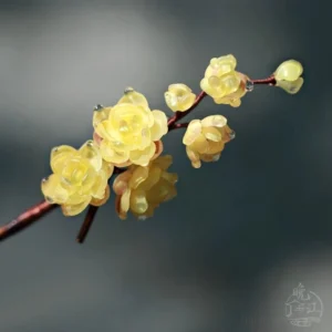 Wintersweet blossom Chinese hair stick with translucent pale yellow resin flowers and reddish brown branch stem close up